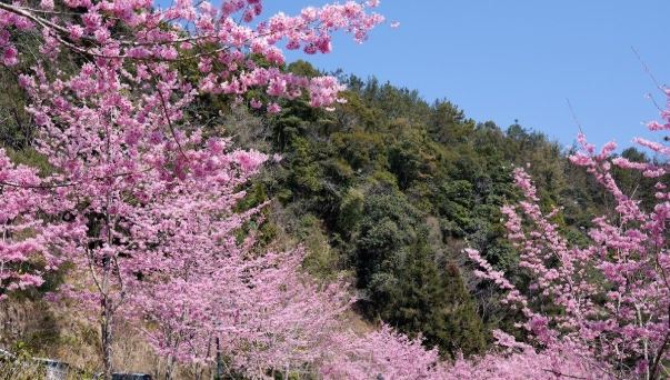 杉林溪櫻花季