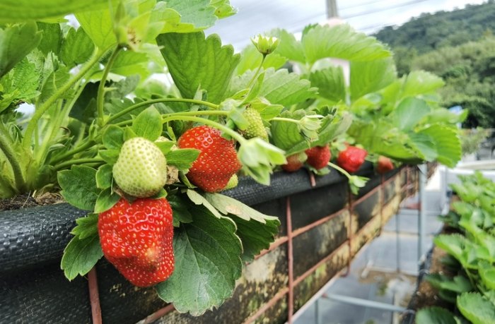 草莓高架栽培