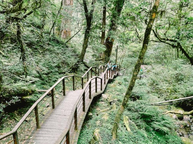 拉拉山神木群遊覽時間