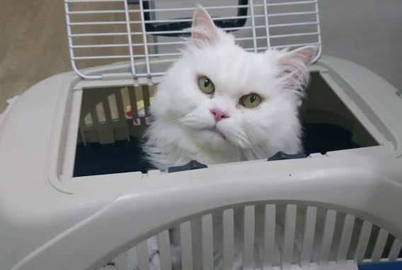 帶流浪貓看醫生費用