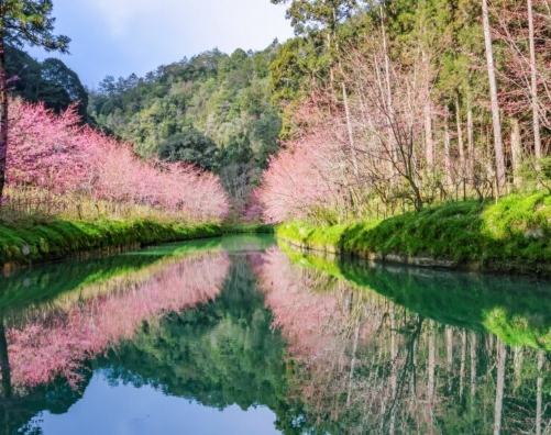 杉林溪賞櫻攻略