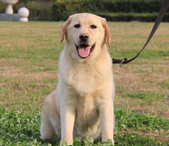 拉布拉多犬聪明度