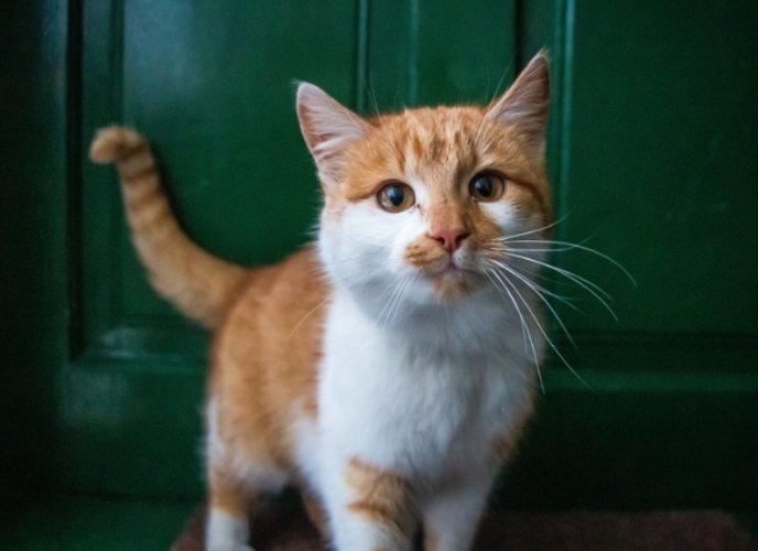 貓咪尾巴抽動原因