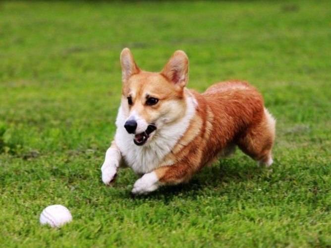 柯基犬健康問題