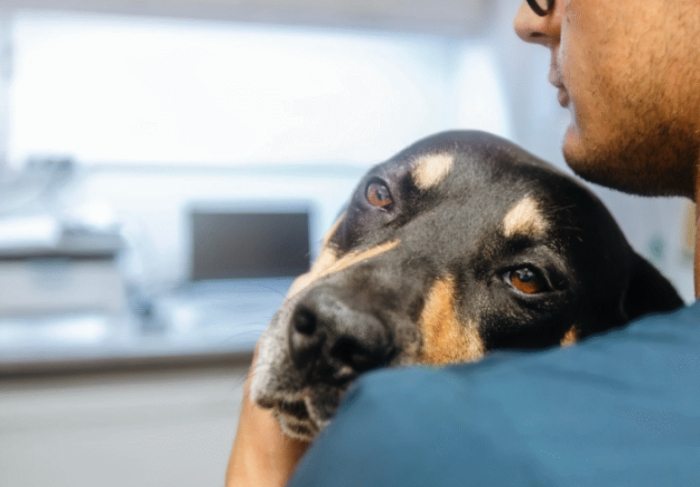 狗胰臟炎治療多久