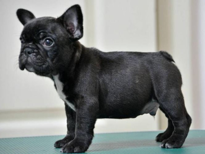 法國鬥牛犬平均壽命