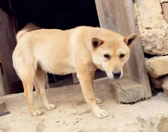 黃色土狗健康照護