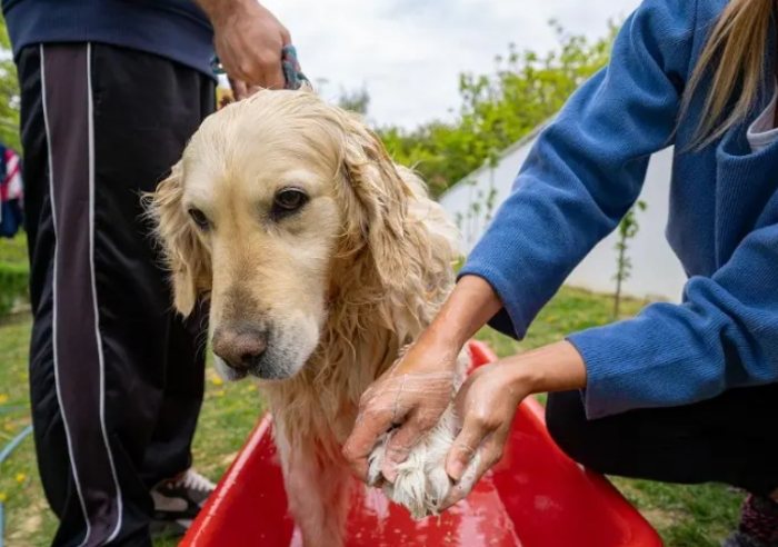 狗狗洗澡後眼睛睜不開