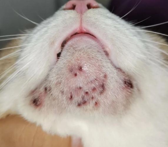 貓咪粉刺