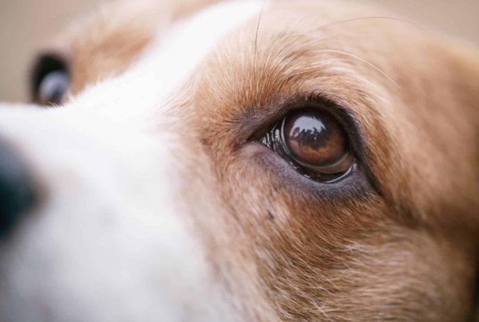 狗狗眼睛疾病