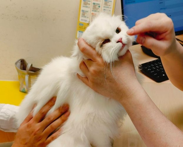 寵物住院一天多少錢