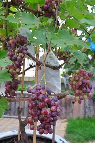 樹葡萄種子發芽技巧