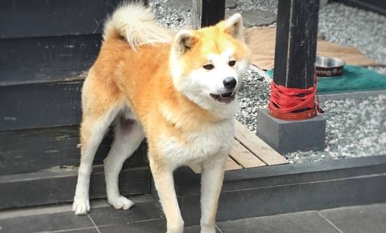 秋田犬飼養困難