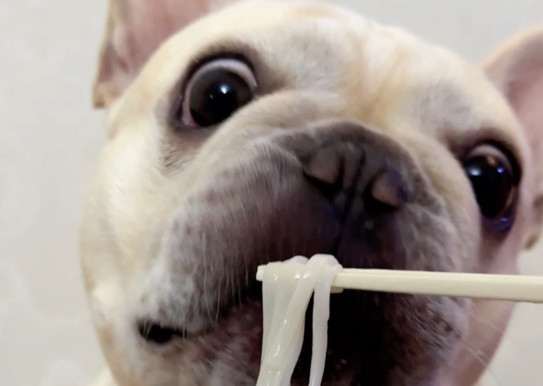 狗狗吃麵條