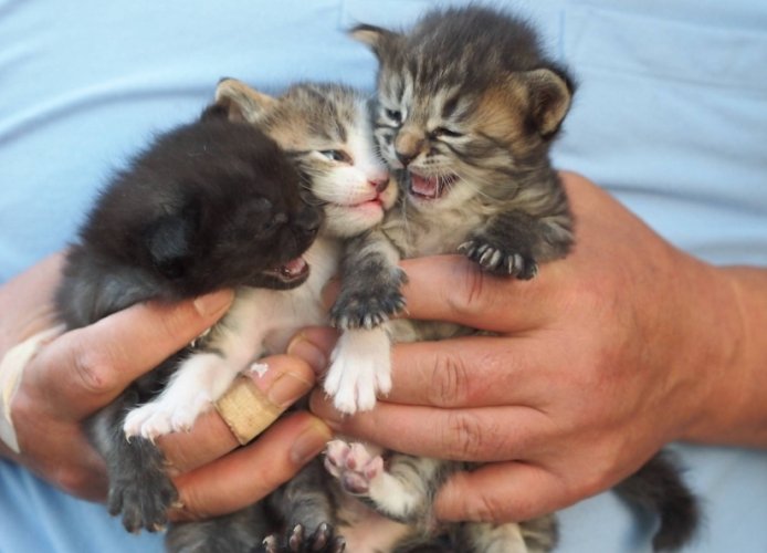 貓咪一天吃幾頓