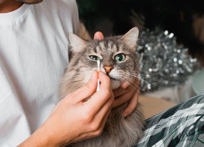 貓疫苗接種時間