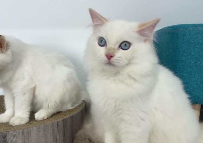 梵色布偶貓特點