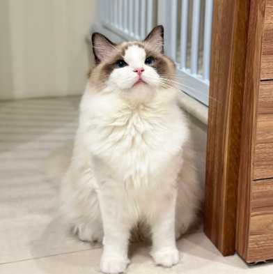 布偶貓飼養成本