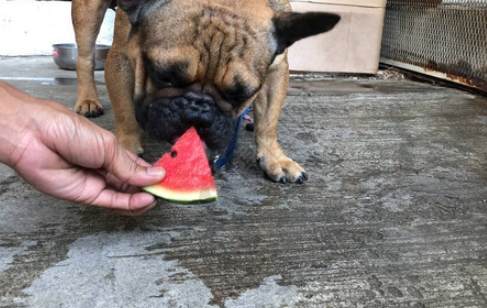 西瓜籽对狗有害吗