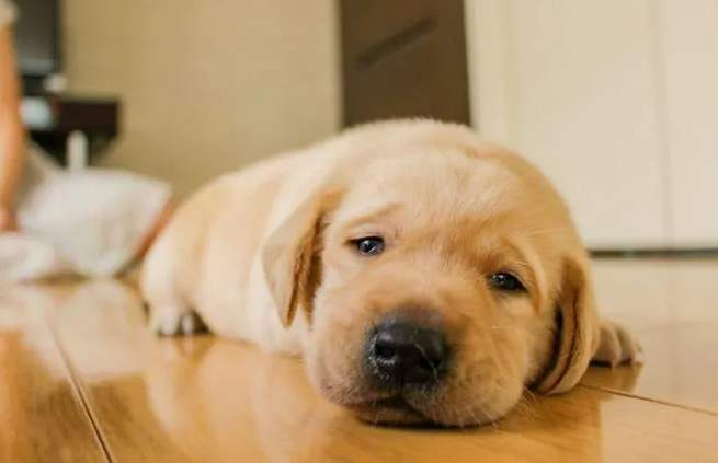 狗狗嘔吐怎麼辦