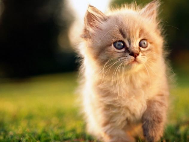 貓角膜受傷症狀