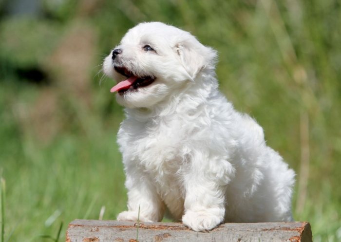 馬爾濟斯養護技巧