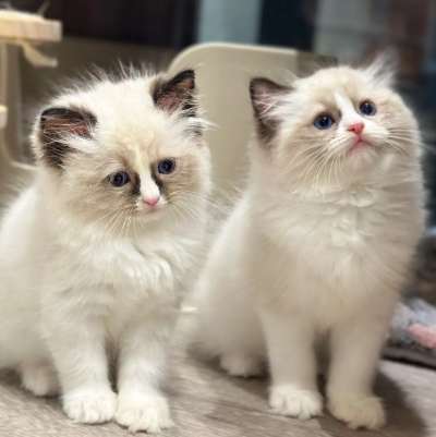 布偶貓價格因素