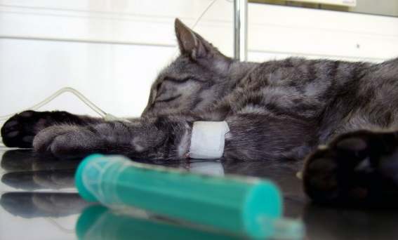 貓瘟危險期症狀