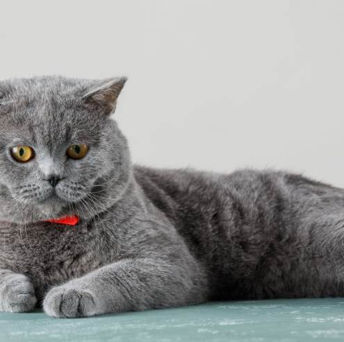 英國短毛貓價格