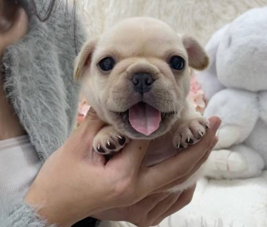 法鬥幼犬健康問題