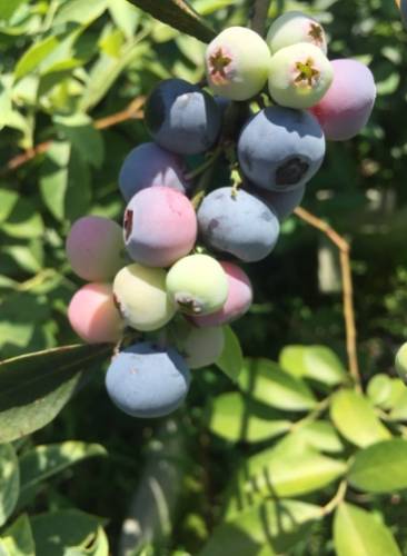 樹葡萄藍莓營養