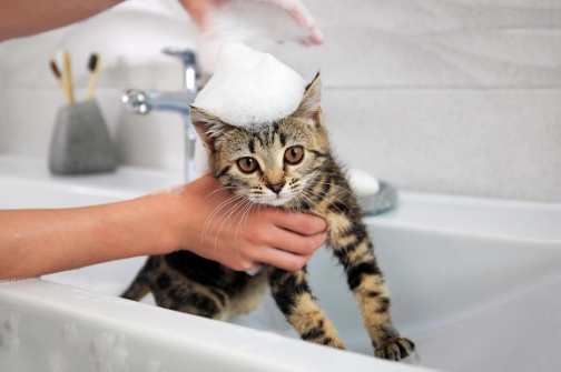 如何幫貓洗澡