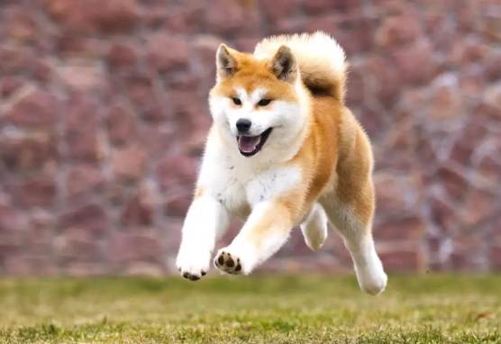 秋田犬性格問題