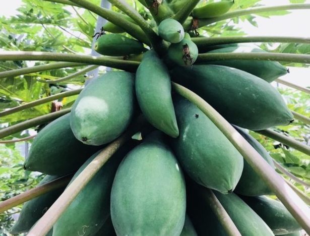 青木瓜食用方法