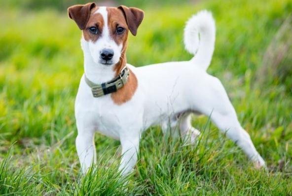 傑克羅素行為問題