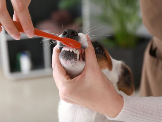 寵物洗牙前準備