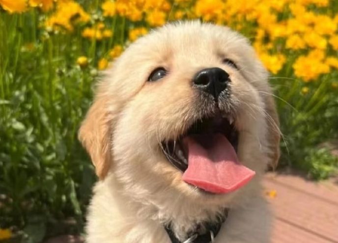 黃金獵犬健康問題