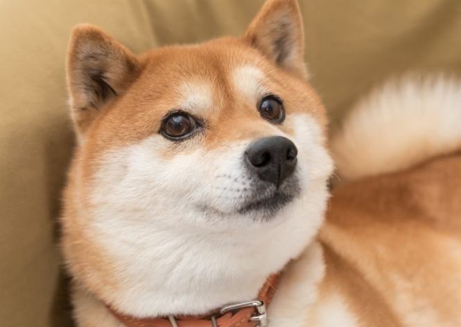 柴犬体型定型时间