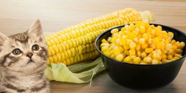 貓咪喝玉米鬚茶安全嗎