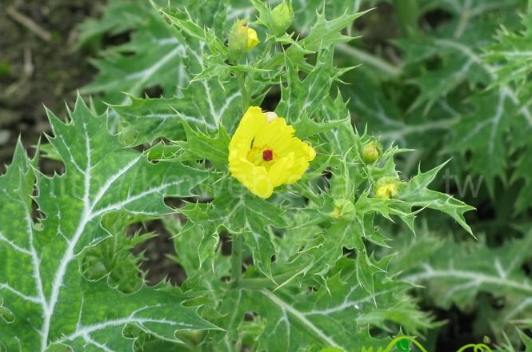 雞角刺化學組成