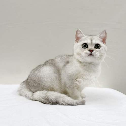 英國短毛貓飼養