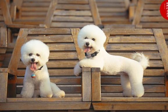 比熊犬購買費用