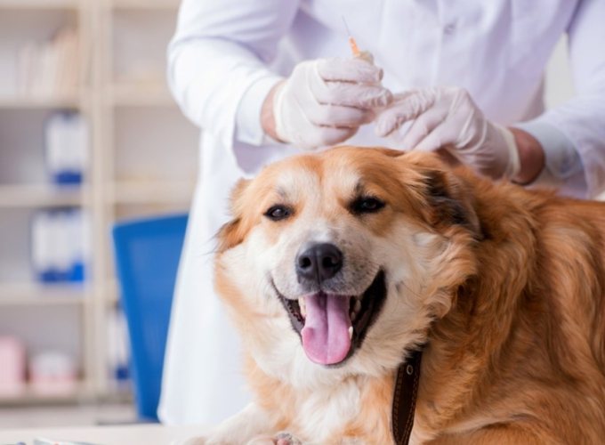 黄金猎犬健康问题 黄金猎犬健康问题