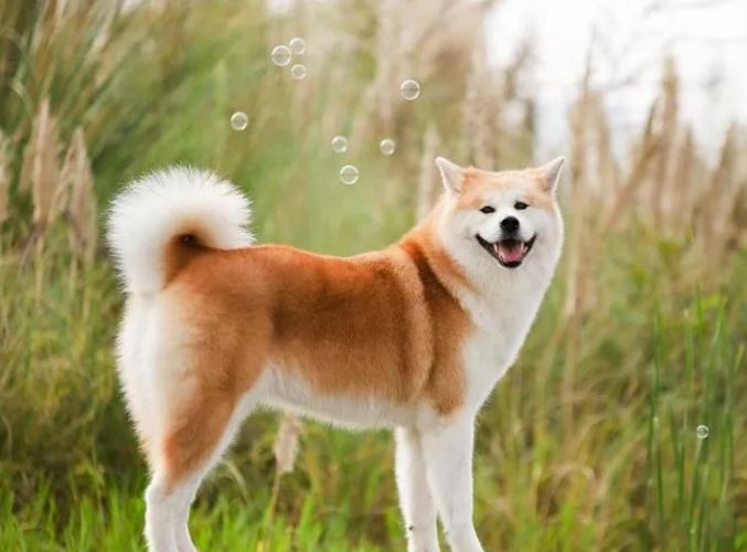 如何延長秋田犬壽命 如何延長秋田犬壽命