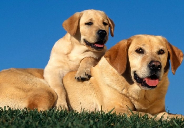 拉布拉多犬聪明度