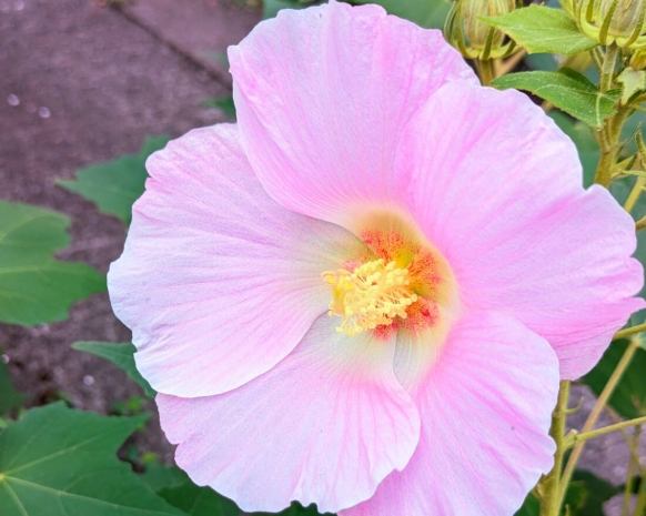 台灣種芙蓉指南