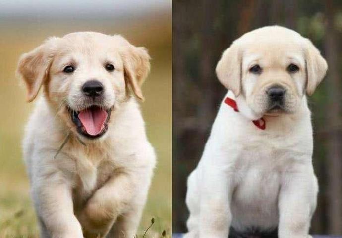 拉布拉多金毛比较