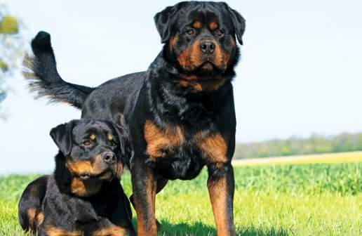 羅威納斷尾過程