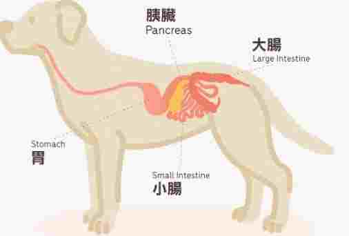 寵物胰臟炎