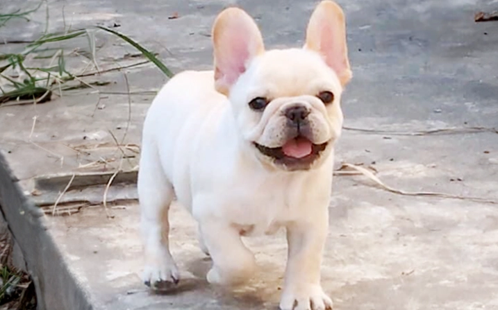 法國鬥牛犬飼養